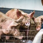 ny-man-sentenced-after-offering-cash-and-bottle-of-wild-turkey-bourbon-for-the-murder-and-gruesome-disposal-of-romantic-rival’s-body