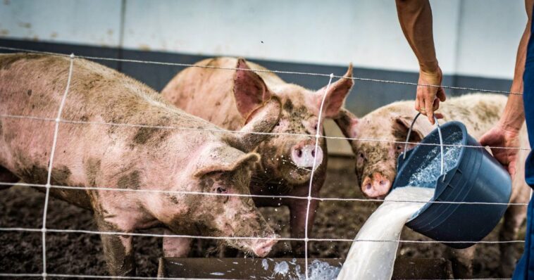 ny-man-sentenced-after-offering-cash-and-bottle-of-wild-turkey-bourbon-for-the-murder-and-gruesome-disposal-of-romantic-rival’s-body