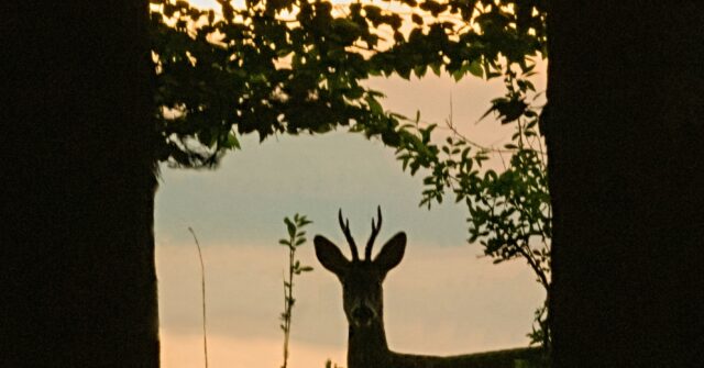 baltimore-to-use-sharpshooters-with-night-vision-to-purge-deer