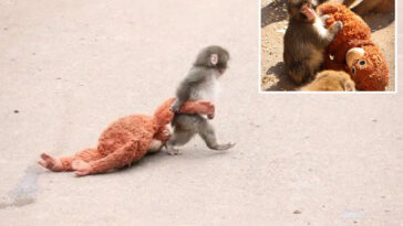here’s-the-heartbreaking-reason-why-punch,-the-viral-baby-monkey,-carries-stuffed-animal