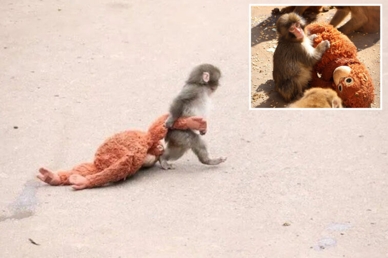 here’s-the-heartbreaking-reason-why-punch,-the-viral-baby-monkey,-carries-stuffed-animal