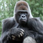 bronx-zoo’s-beloved-blind-gorilla,-ntondo,-dies-of-‘acute-cardiac-event’:-‘he-was-an-amazing-animal’