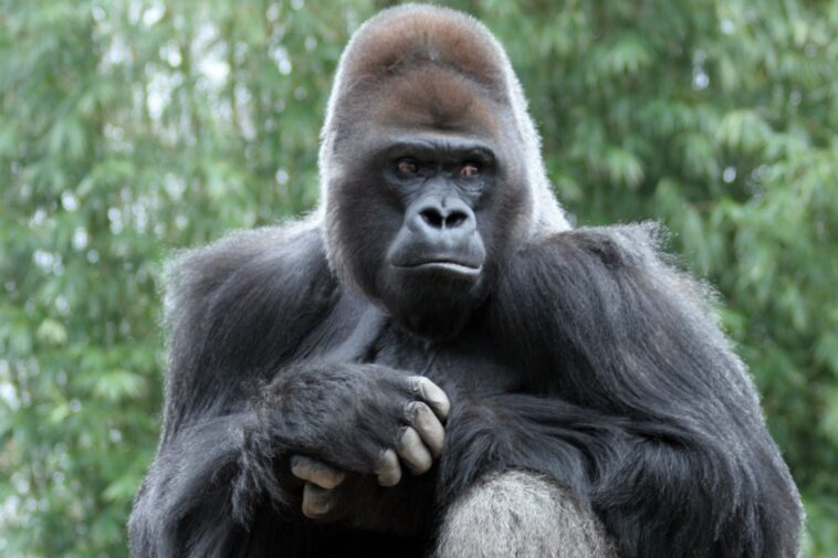 bronx-zoo’s-beloved-blind-gorilla,-ntondo,-dies-of-‘acute-cardiac-event’:-‘he-was-an-amazing-animal’
