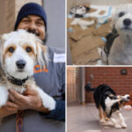 tortured-dogs-rescued-by-police-from-nyc-apartment-nursed-back-to-health-–-with-7-adorable-pups-born-in-rescuers’-care