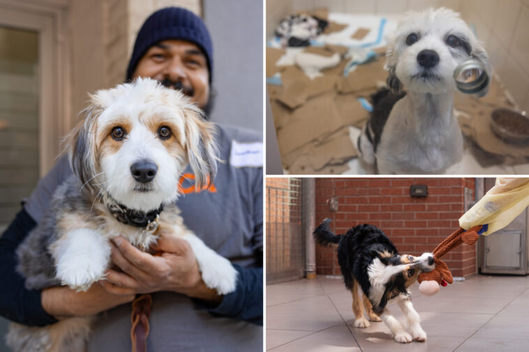tortured-dogs-rescued-by-police-from-nyc-apartment-nursed-back-to-health-–-with-7-adorable-pups-born-in-rescuers’-care