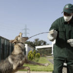 report:-three-million-dogs-to-be-killed-by-firing-squad-ahead-of-world-cup