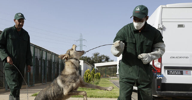 report:-three-million-dogs-to-be-killed-by-firing-squad-ahead-of-world-cup