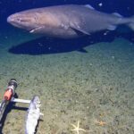 surprise-shark-caught-on-camera-for-first-time-in-antarctica’s-near-freezing-deep