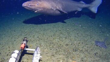 surprise-shark-caught-on-camera-for-first-time-in-antarctica’s-near-freezing-deep
