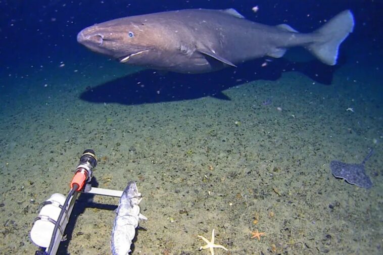 surprise-shark-caught-on-camera-for-first-time-in-antarctica’s-near-freezing-deep