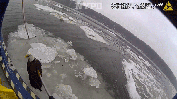 bald-eagle-floating-on-hudson-river-ice-rescued-by-nypd