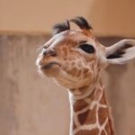 new-born-giraffe’s-adorably-distinctive-hair-do-charms-ohio-zoo-visitors