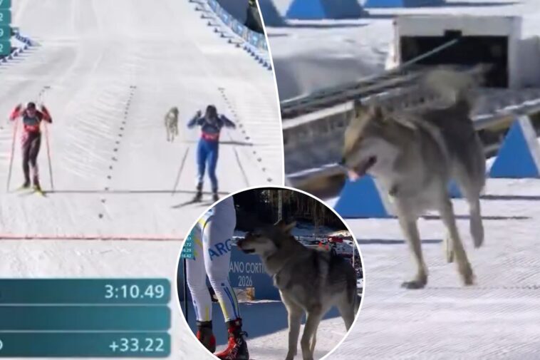 dog-crashes-cross-country-ski-event-in-wild-olympics-scene