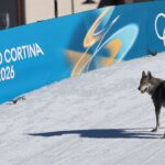wolfdog-steals-show,-crosses-olympic-finish-line
