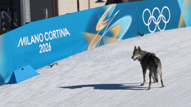 wolfdog-steals-show,-crosses-olympic-finish-line