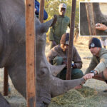 florida-conservationists-save-vision-of-endangered-african-rhino-with-‘bleeding-eyes’