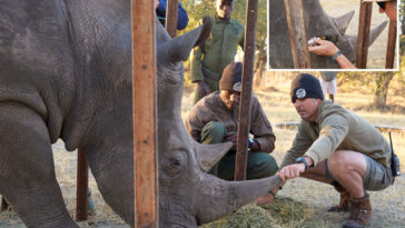 florida-conservationists-save-vision-of-endangered-african-rhino-with-‘bleeding-eyes’