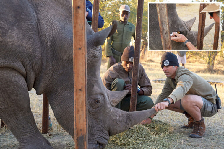 florida-conservationists-save-vision-of-endangered-african-rhino-with-‘bleeding-eyes’