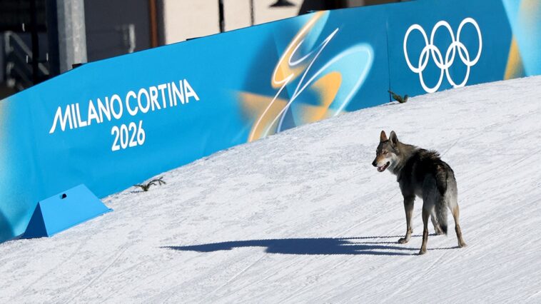 dog-crashes-women’s-olympic-team-sprint-race,-crosses-finish-line-in-chaotic-moment