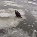 nypd-rescues-injured-bald-eagle-stranded-in-hudson-river