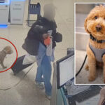 heartless-traveler-arrested-for-ditching-2-year-old-pup-at-harry-reid-airport-to-board-plane