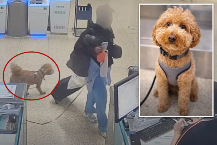 heartless-traveler-arrested-for-ditching-2-year-old-pup-at-harry-reid-airport-to-board-plane