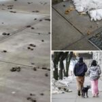 nyc’s-most-poop-filled-areas-revealed-—-as-dog-waste-complaints-hit-record-highs