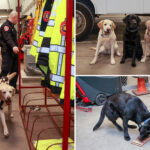 the-elite-long-island-k-9-unit-who’ve-been-busting-perps-since-they-were-pups:-‘a-powerful-deterrent’