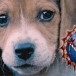 exposed:-taxpayer-funded-horror-at-university-of-chicago-–-nsf-pours-millions-into-inducing-severe-strokes-in-dogs-before-killing-them