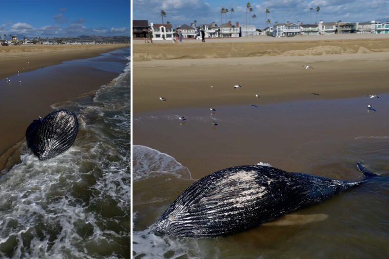 gruesome-scene-as-massive-dead-whale-washes-ashore-on-picturesque-california-beach