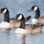 hundreds-of-wild-bird-deaths-reported-across-seven-counties,-prompting-park-closures