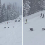 family-of-bears-stopped-skiers-in-their-tracks-at-north-lake-tahoe-resort