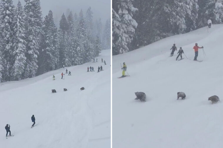 family-of-bears-stopped-skiers-in-their-tracks-at-north-lake-tahoe-resort