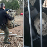 giant-runaway-pig-with-‘maximum-confidence’-storms-north-carolina-home-looking-for-savory-treat