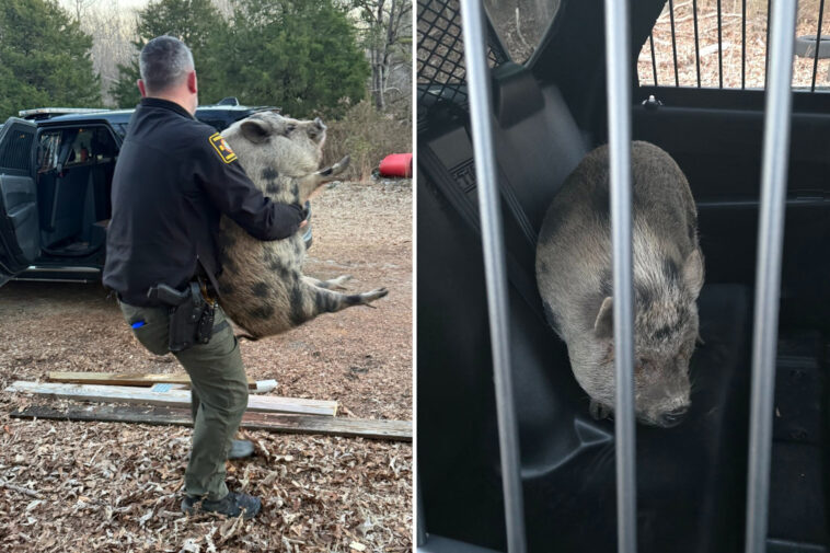 giant-runaway-pig-with-‘maximum-confidence’-storms-north-carolina-home-looking-for-savory-treat
