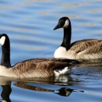 over-1,100-geese-mysteriously-found-dead-in-new-jersey-waters