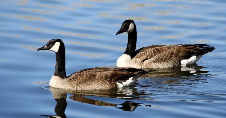 over-1,100-geese-mysteriously-found-dead-in-new-jersey-waters