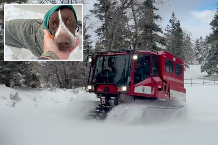 stranded-california-camper-and-his-dog-mud-saved-after-several-days-trapped-in-deep-snow