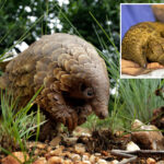 the-most-trafficked-mammals-in-the-world-face-extinction—as-conservationists-try-to-save-them-from-smuggling