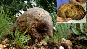 the-most-trafficked-mammals-in-the-world-face-extinction—as-conservationists-try-to-save-them-from-smuggling