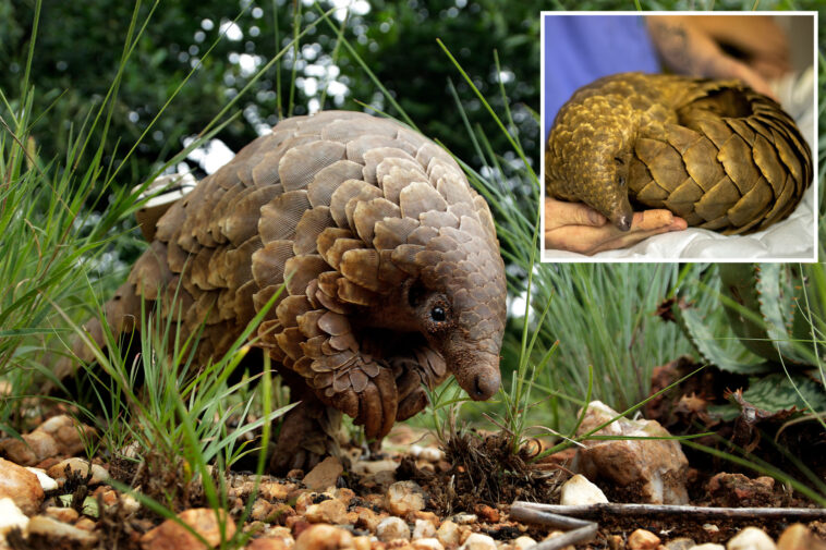 the-most-trafficked-mammals-in-the-world-face-extinction—as-conservationists-try-to-save-them-from-smuggling