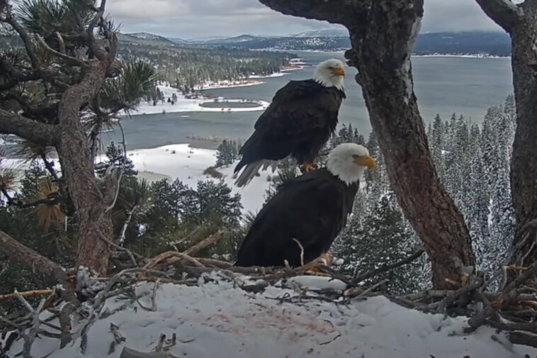 famous-california-bald-eagle-couple-threatened-by-luxury-housing:-‘we-don’t-have-much-time’