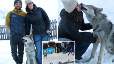 dogs-owners-stunned-when-they-spotted-their-pet-on-tv-—-at-the-olympics
