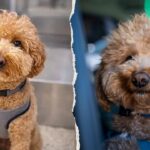 dog-abandoned-at-las-vegas-airport-adopted-by-the-same-officer-who-helped-rescue-him