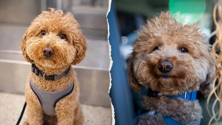 dog-abandoned-at-las-vegas-airport-adopted-by-the-same-officer-who-helped-rescue-him