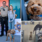 adorable-pup-ditched-at-las-vegas-airport-by-heartless-traveler-gets-new-home-with-cop-who-rescued-him