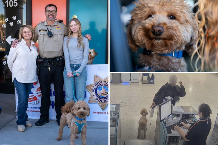 adorable-pup-ditched-at-las-vegas-airport-by-heartless-traveler-gets-new-home-with-cop-who-rescued-him