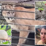 hungry-mountain-lion-trapped-in-socal-family’s-backyard-after-raiding-henhouse