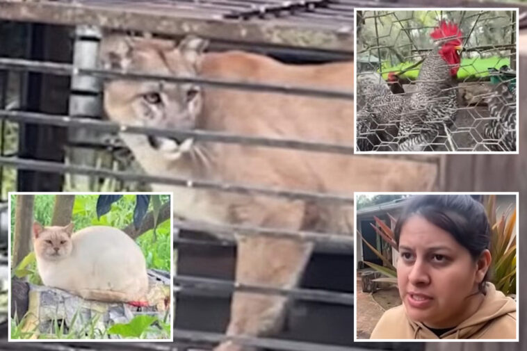 hungry-mountain-lion-trapped-in-socal-family’s-backyard-after-raiding-henhouse