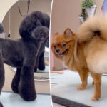baby’s-got-back:-meet-groomer-behind-the-bbl-craze-–-for-pooches